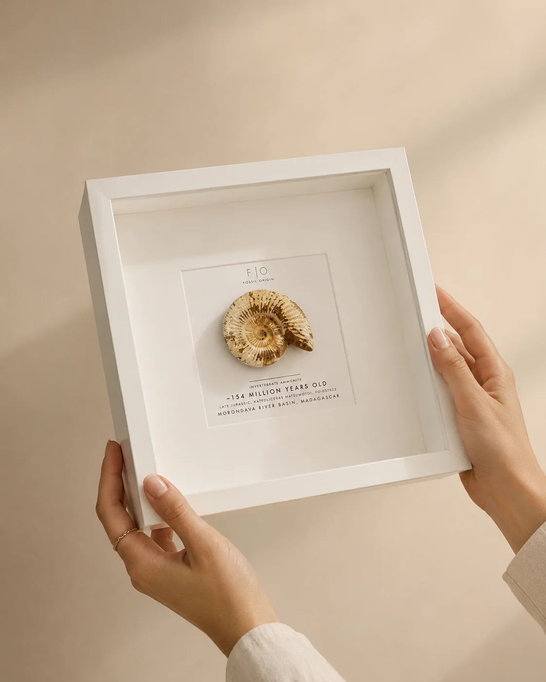 Fossil Origin framed Katroliceras ammonite held in two hands